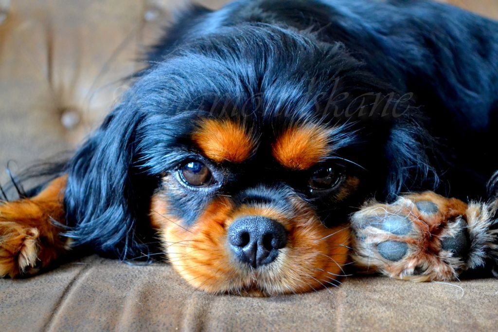 Les Cavalier King Charles Spaniel de l'affixe Diamondskane