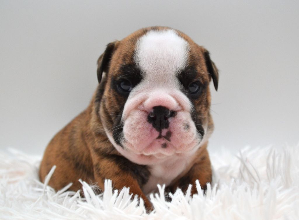 Diamondskane - Chiot disponible  - Bulldog Anglais