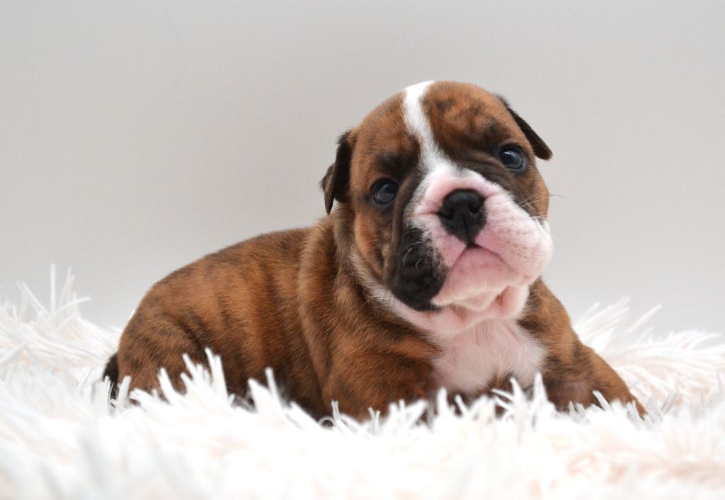 Diamondskane - Chiot disponible  - Bulldog Anglais