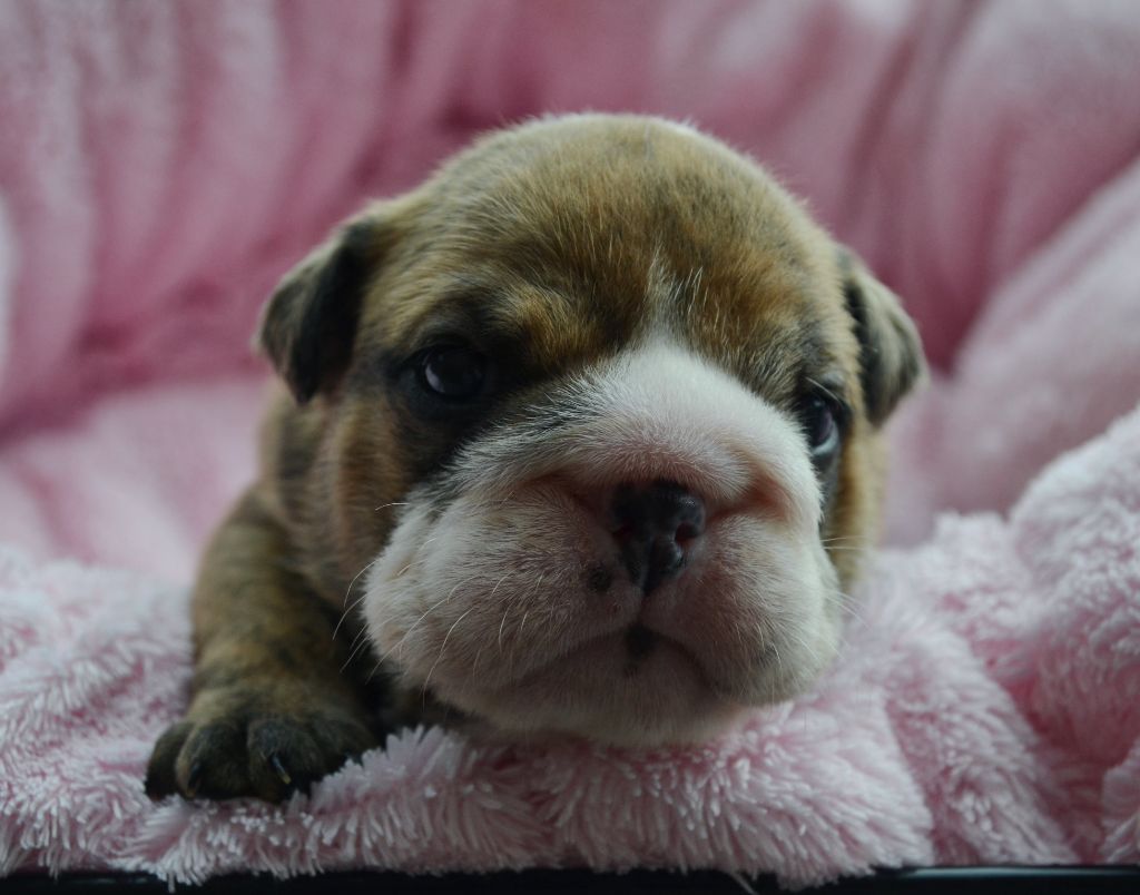 Diamondskane - Chiot disponible  - Bulldog Anglais