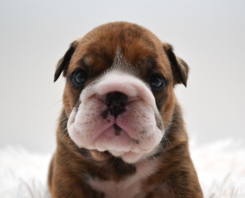 Diamondskane - Chiot disponible  - Bulldog Anglais