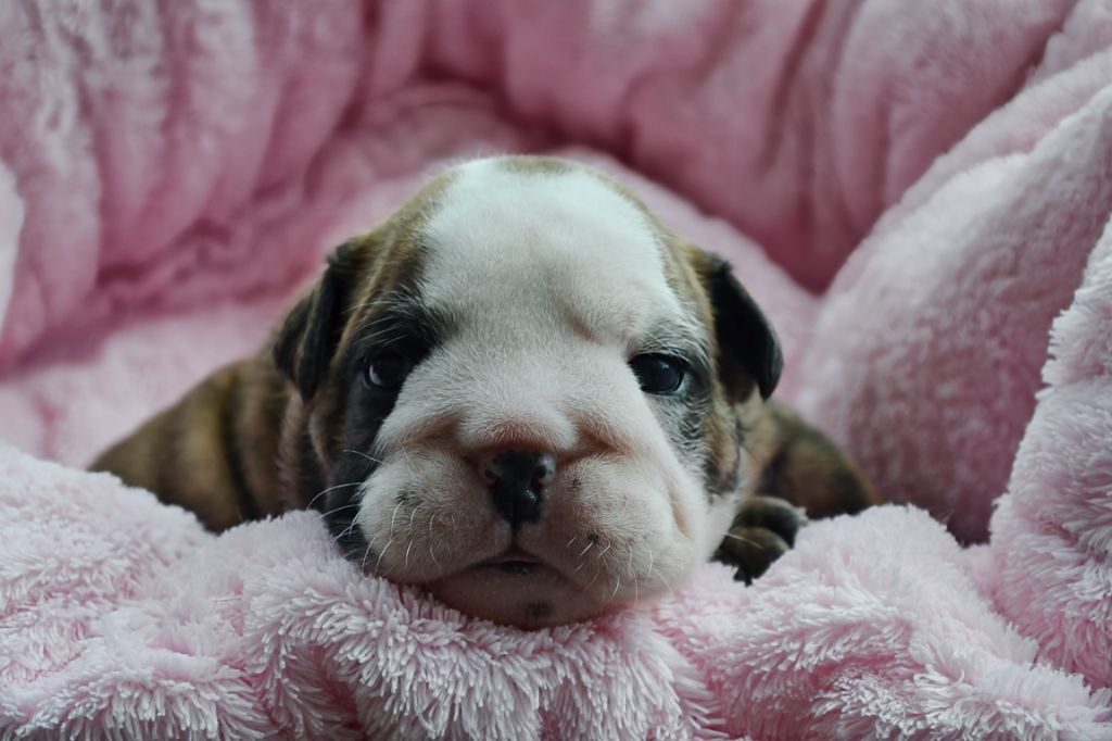 Diamondskane - Chiot disponible  - Bulldog Anglais