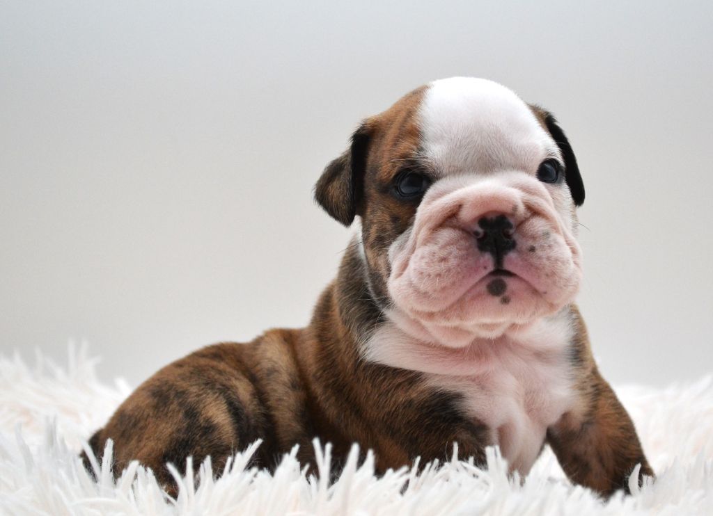 Diamondskane - Chiot disponible  - Bulldog Anglais