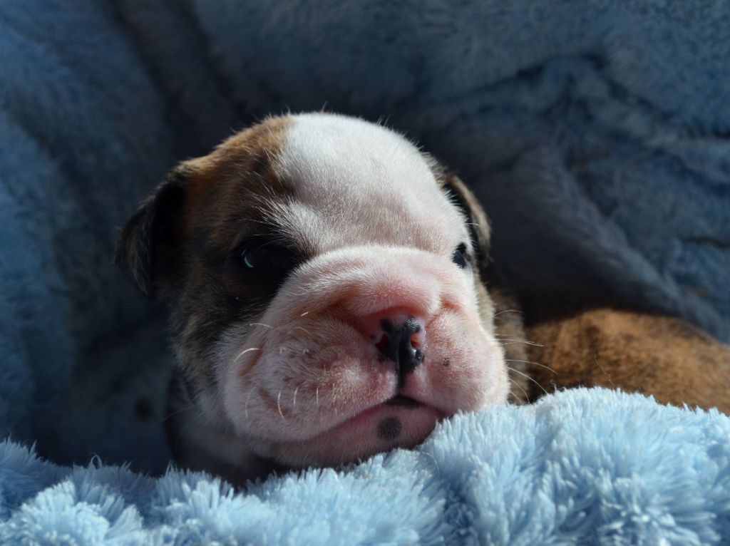 Diamondskane - Chiot disponible  - Bulldog Anglais