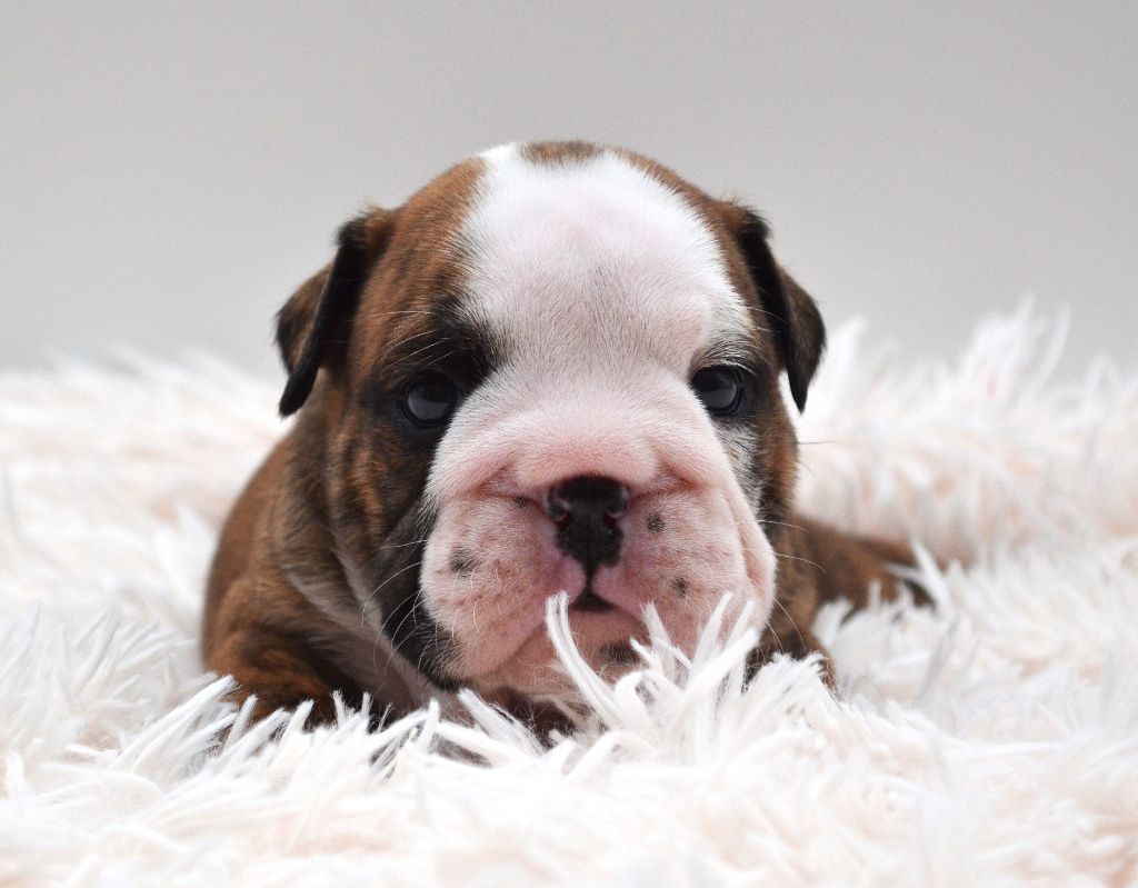 Diamondskane - Chiot disponible  - Bulldog Anglais