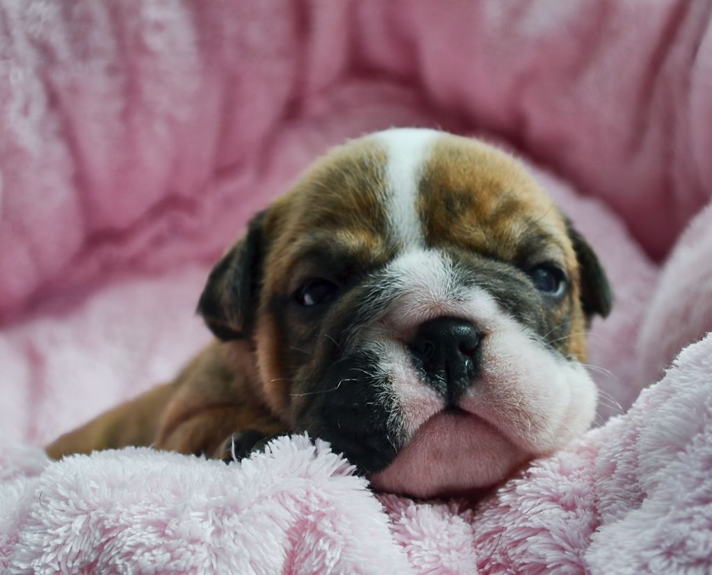 Diamondskane - Chiot disponible  - Bulldog Anglais