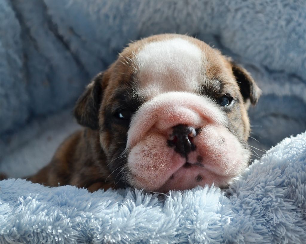 Diamondskane - Chiot disponible  - Bulldog Anglais