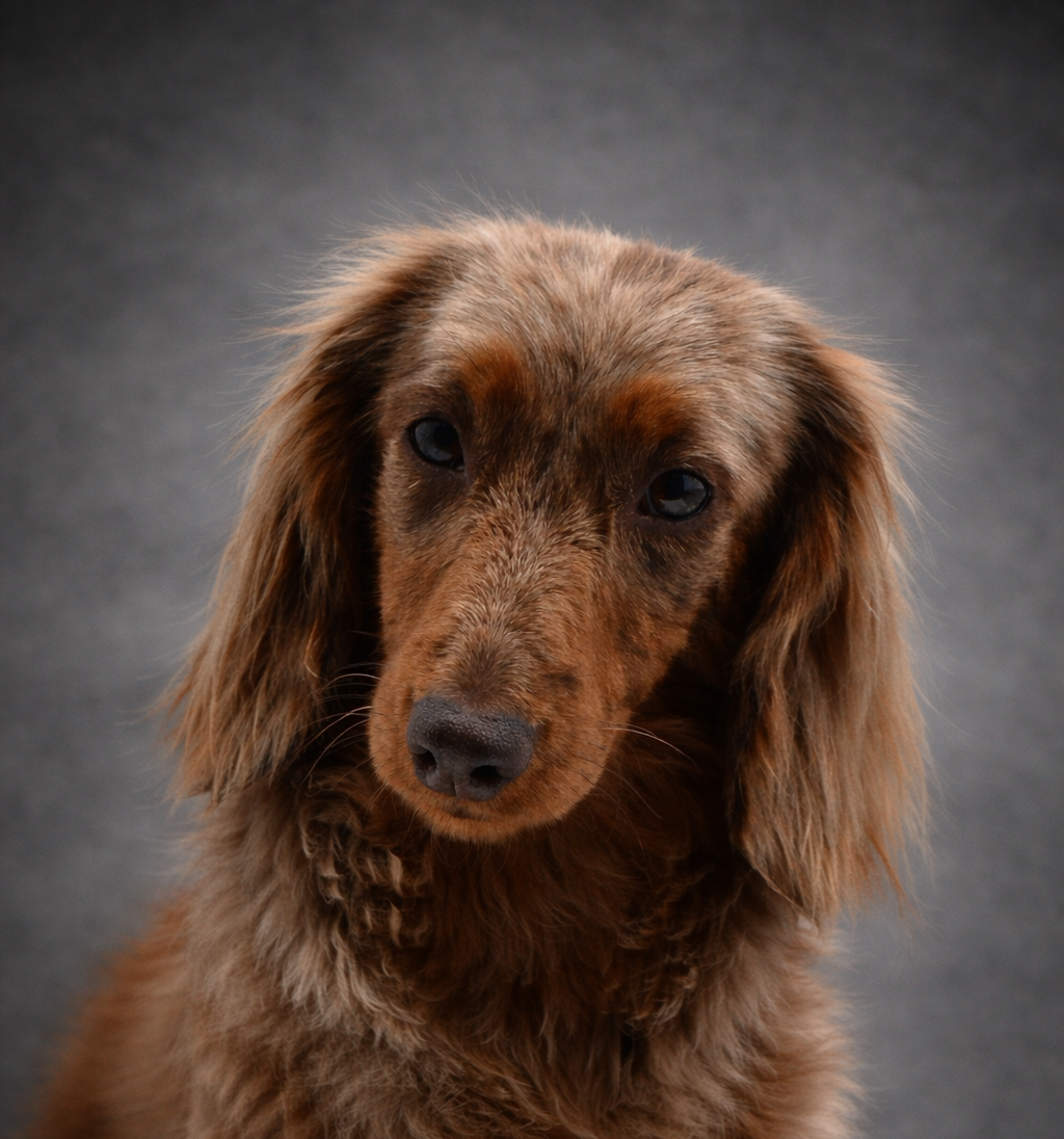 kinchville Carnaby « kisha »