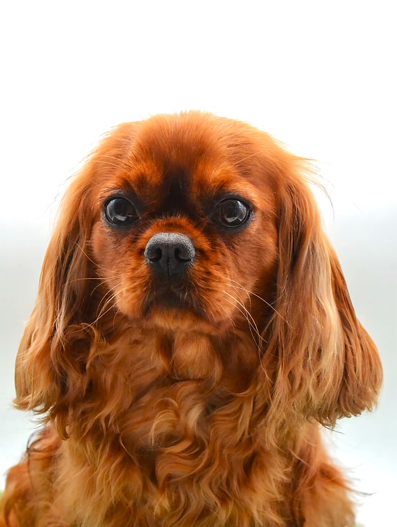 Roxie Du Domaine De Virginyamael