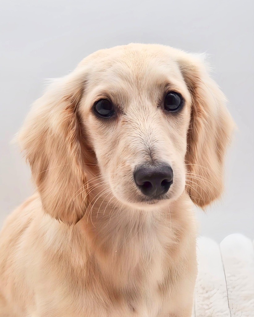 Littl Fut Kvest dit vlad