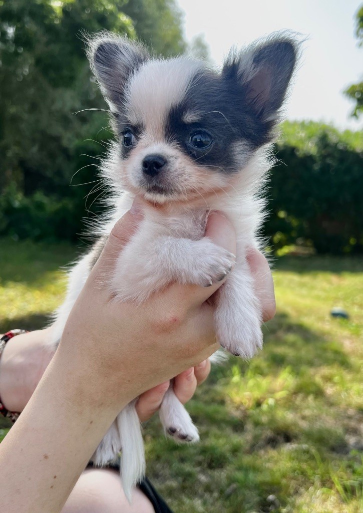 Diamondskane - Chiots disponibles - Chihuahua