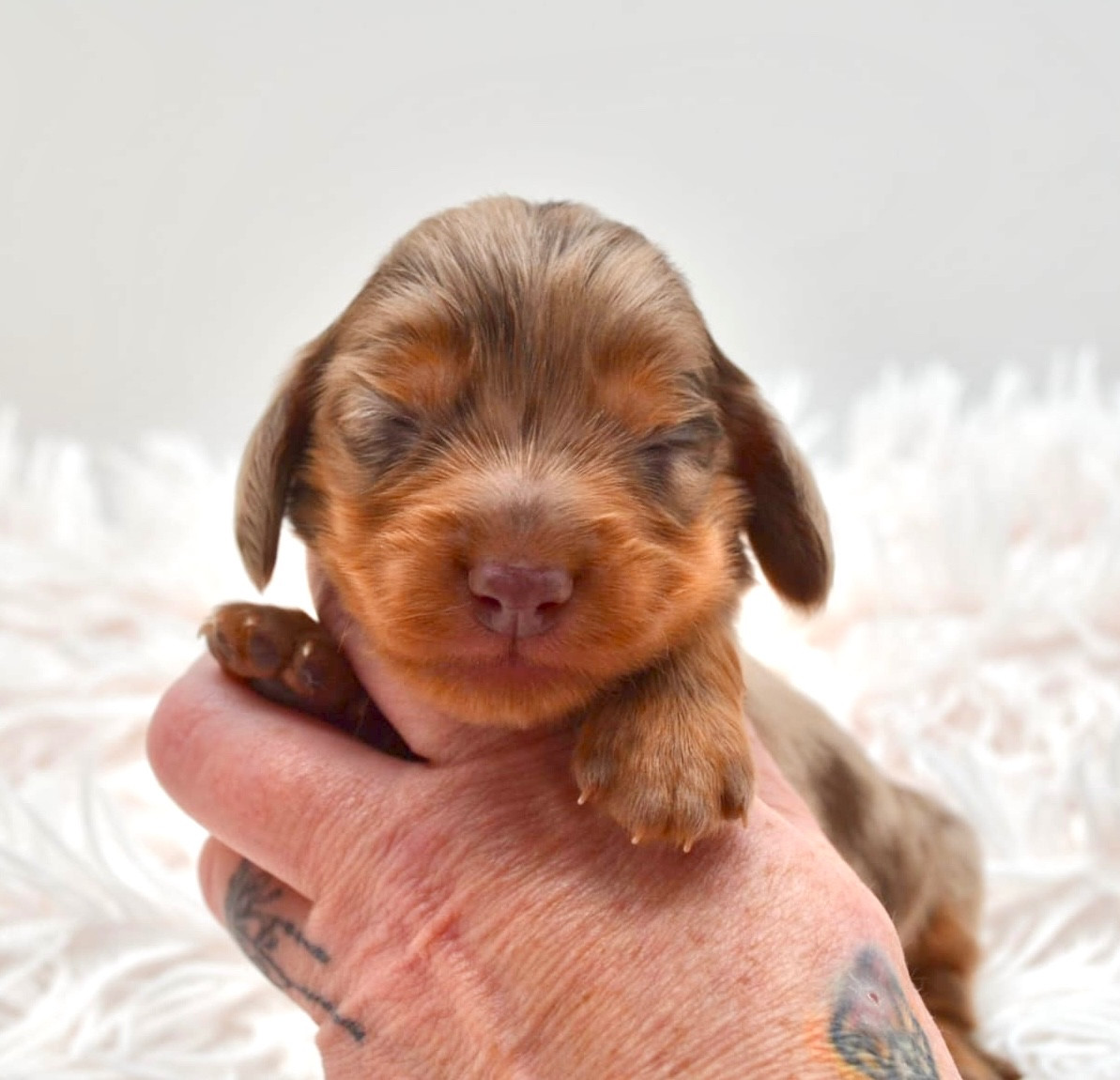 Diamondskane - Chiots disponibles - Teckel poil long