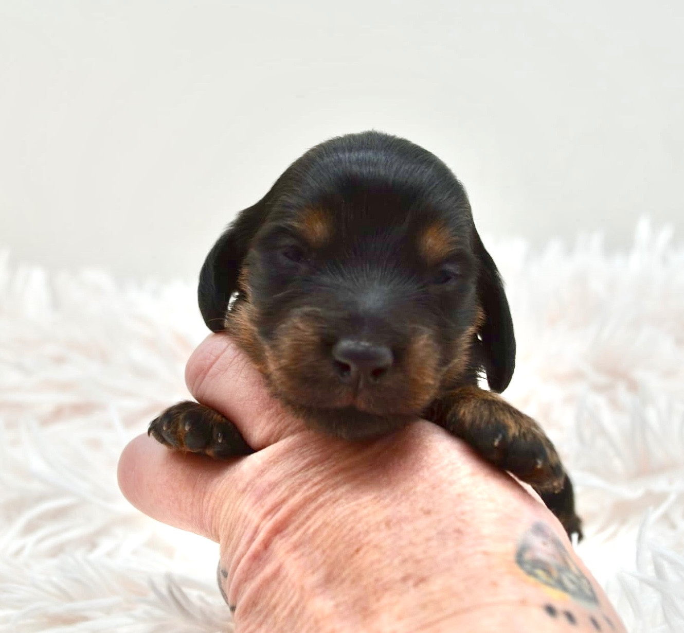 Diamondskane - Chiots disponibles - Teckel poil long