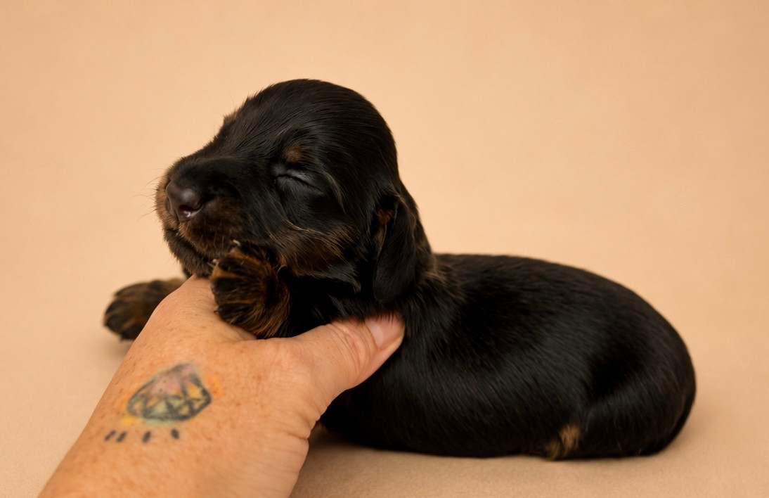 Diamondskane - Chiots disponibles - Teckel poil long