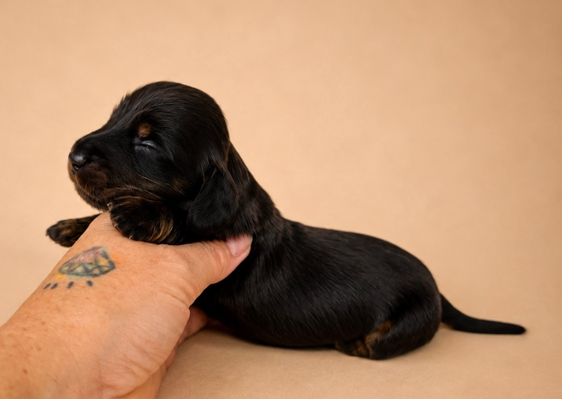 Diamondskane - Chiots disponibles - Teckel poil long