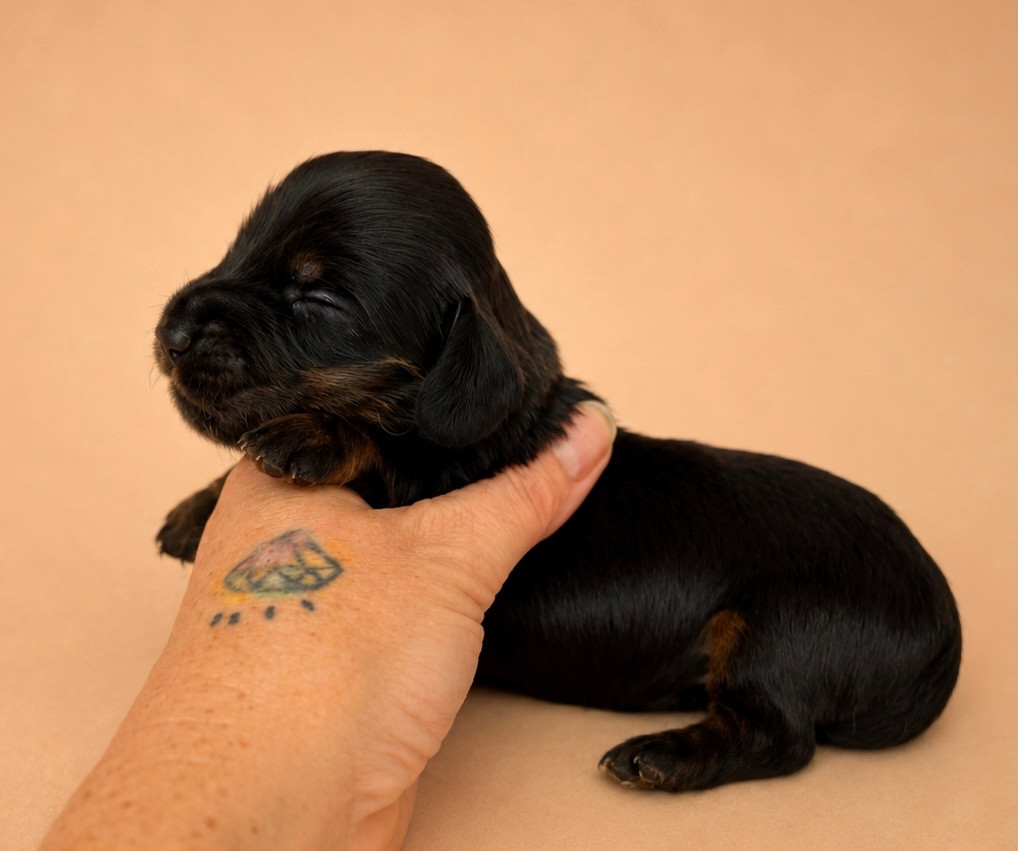 Diamondskane - Chiots disponibles - Teckel poil long