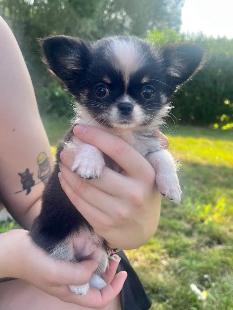 Diamondskane - Chiots disponibles - Chihuahua