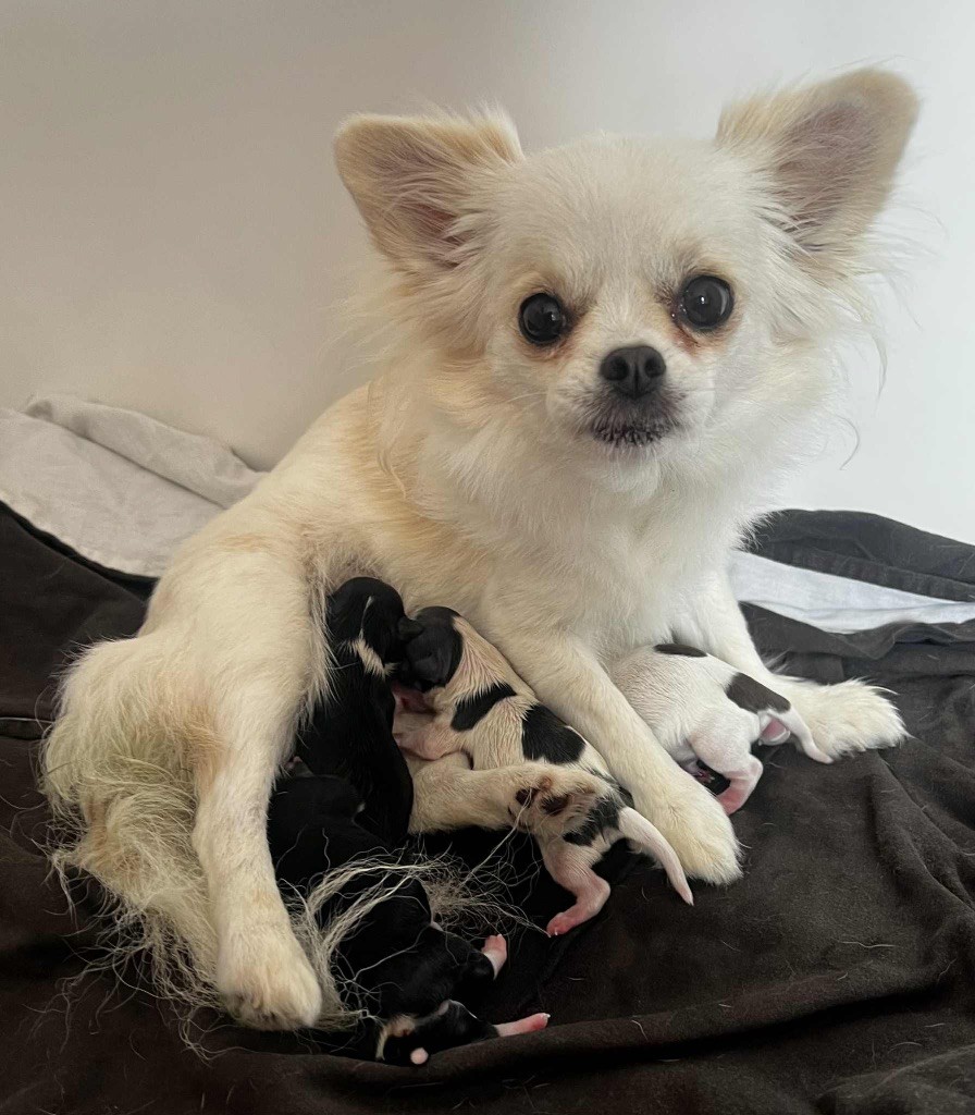 Chiot Chihuahua Diamondskane