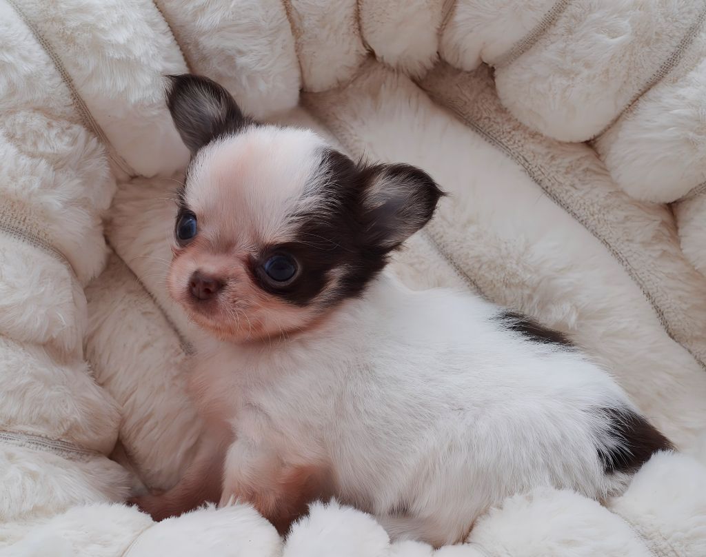 Diamondskane - Chiots disponibles - Chihuahua