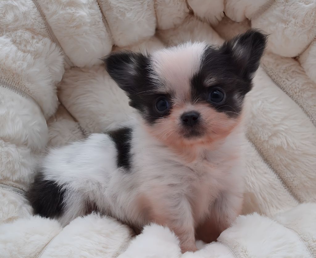 Diamondskane - Chiots disponibles - Chihuahua