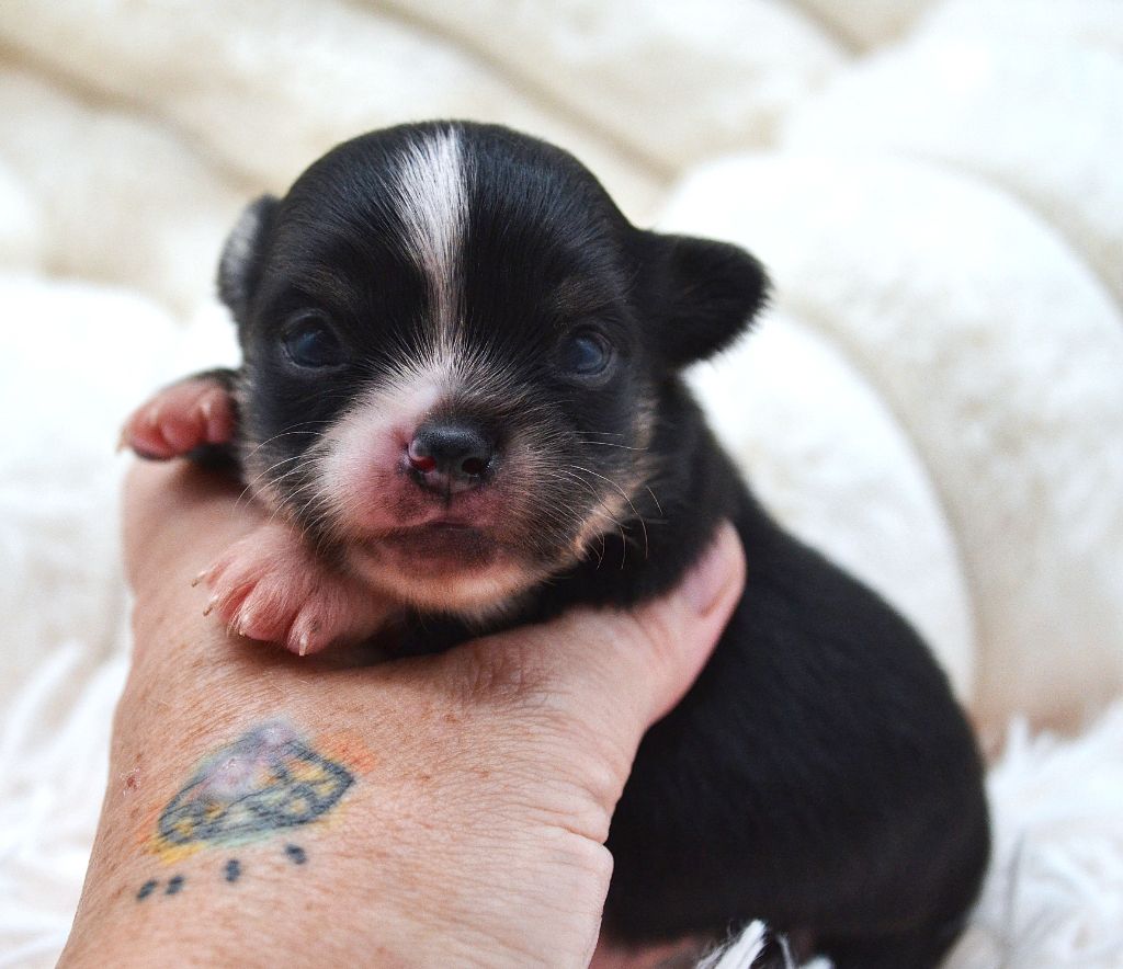 Diamondskane - Chiots disponibles - Chihuahua