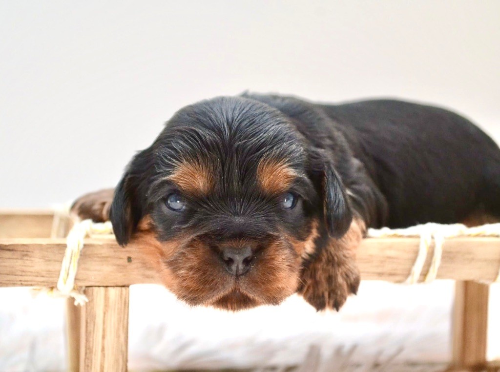 Diamondskane - Chiots disponibles - Cavalier King Charles Spaniel