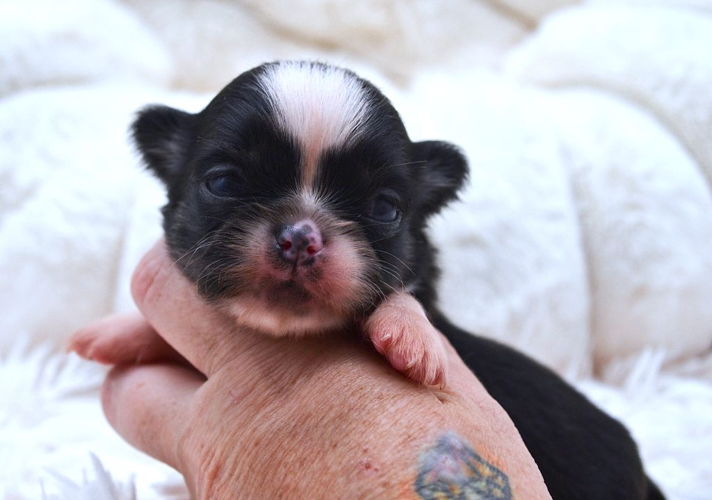 Diamondskane - Chiots disponibles - Chihuahua