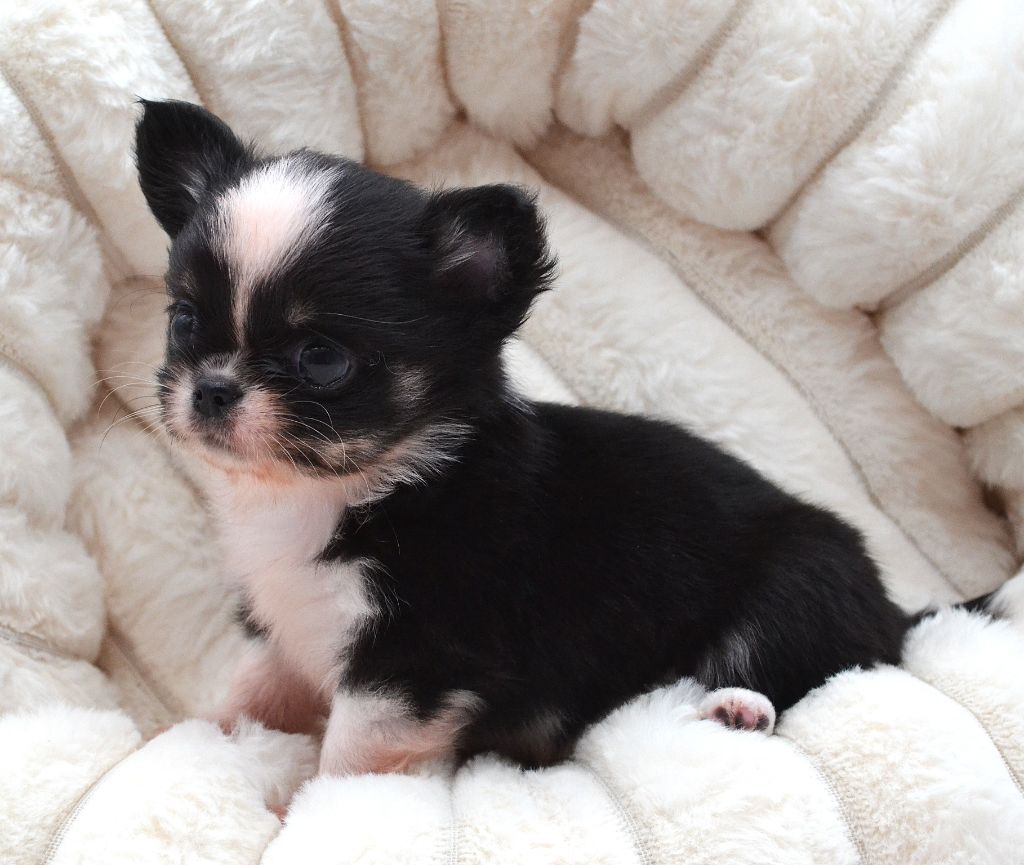Diamondskane - Chiots disponibles - Chihuahua