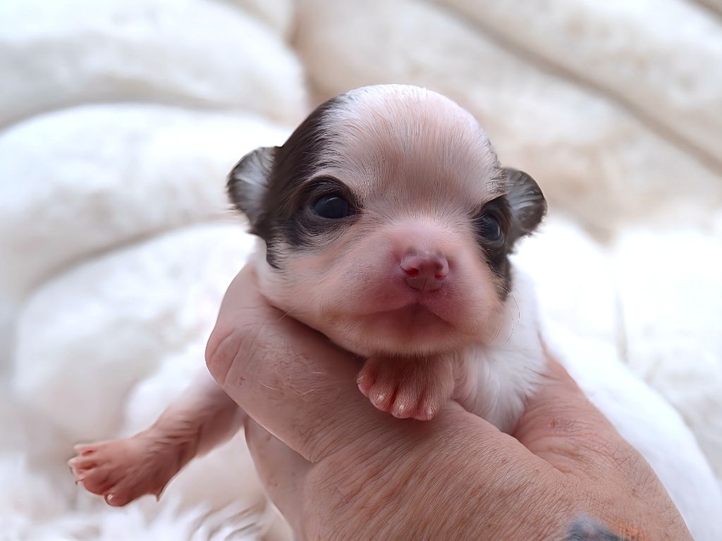 Diamondskane - Chiots disponibles - Chihuahua