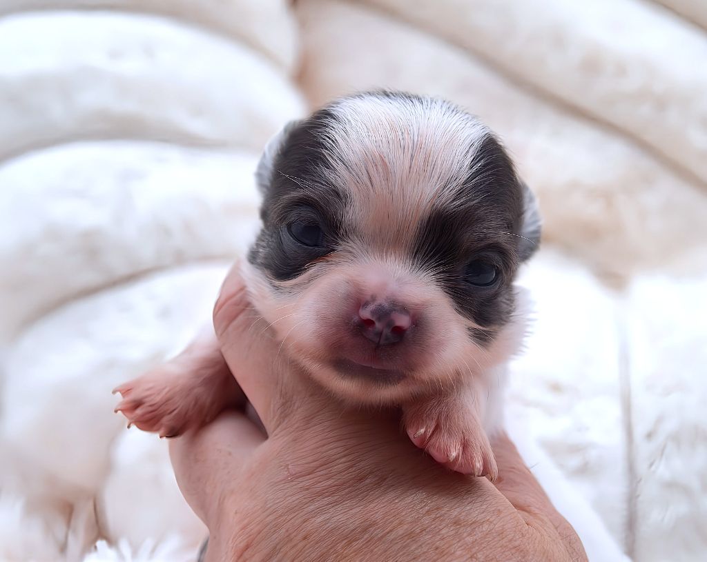Diamondskane - Chiots disponibles - Chihuahua